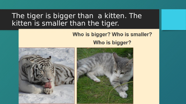 The tiger is bigger than a kitten. The kitten is smaller than the tiger. 