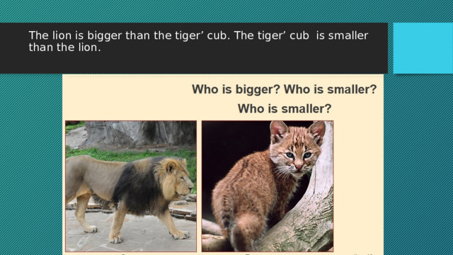 The lion is bigger than the tiger’ cub. The tiger’ cub is smaller than the lion.   