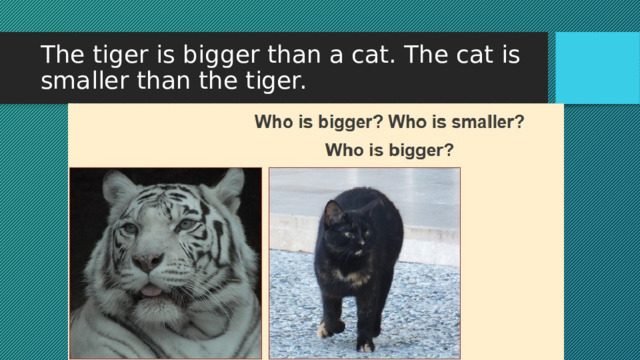 The tiger is bigger than a cat. The cat is smaller than the tiger. 