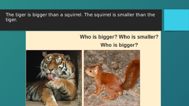 The tiger is bigger than a squirrel. The squirrel is smaller than the tiger.   