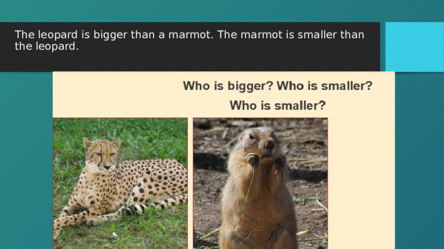 The leopard is bigger than a marmot. The marmot is smaller than the leopard.   