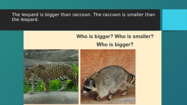 The leopard is bigger than raccoon. The raccoon is smaller than the leopard.   