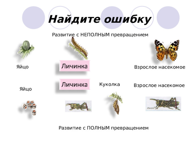 Найдите ошибку Развитие с НЕПОЛНЫМ превращением Яйцо Взрослое насекомое Куколка Взрослое насекомое Яйцо Развитие с ПОЛНЫМ превращением 