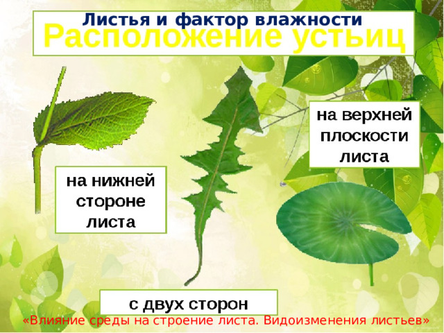Листья и фактор влажности «Влияние среды на строение листа. Видоизменения листьев» 