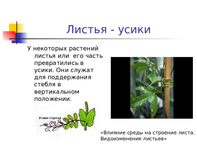 Листья - усики У некоторых растений листья или его часть превратились в усики. Они служат для поддержания стебля в вертикальном положении. «Влияние среды на строение листа. Видоизменения листьев» 