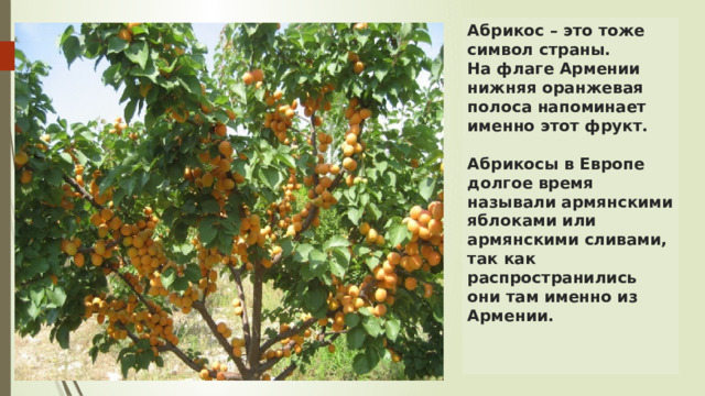 Абрикос – это тоже символ страны.  На флаге Армении нижняя оранжевая полоса напоминает именно этот фрукт.   Абрикосы в Европе долгое время называли армянскими яблоками или армянскими сливами, так как распространились они там именно из Армении.    