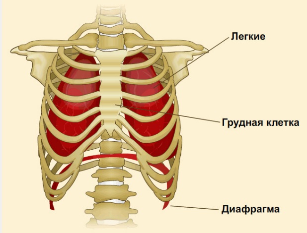 Изображение грудной клетки человека