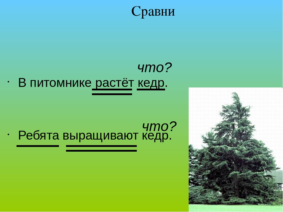 П росла. В питомнике растет кедр. Р П И В П как отличить. В.П И Р.П как различать. Как различить и.п от в.п.