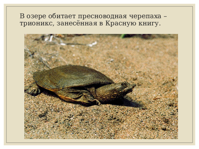 В озере обитает пресноводная черепаха – трионикс, занесённая в Красную книгу. 
