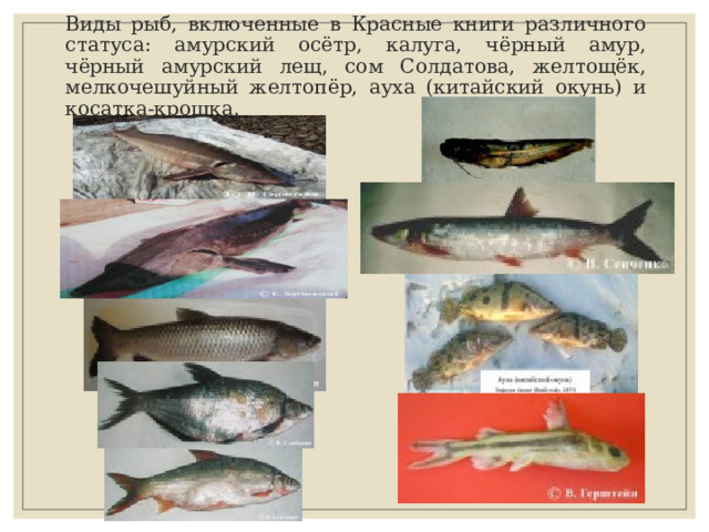 Виды рыб, включенные в Красные книги различного статуса: амурский осётр, калуга, чёрный амур, чёрный амурский лещ, сом Солдатова, желтощёк, мелкочешуйный желтопёр, ауха (китайский окунь) и косатка-крошка. 
