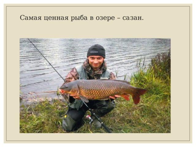 Самая ценная рыба в озере – сазан.    