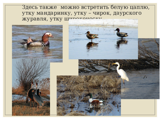 Здесь также можно встретить белую цаплю, утку мандаринку, утку – чирок, даурского журавля, утку широконоску. 