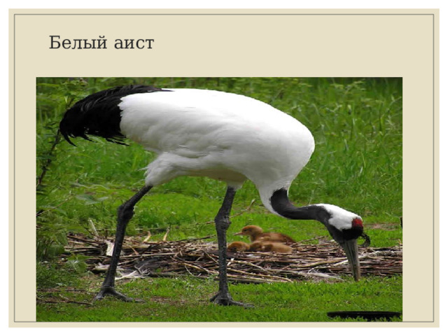 Белый аист  