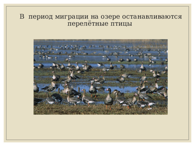В период миграции на озере останавливаются перелётные птицы 