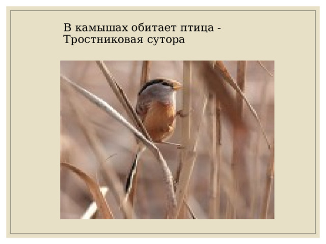 В камышах обитает птица -Тростниковая сутора 