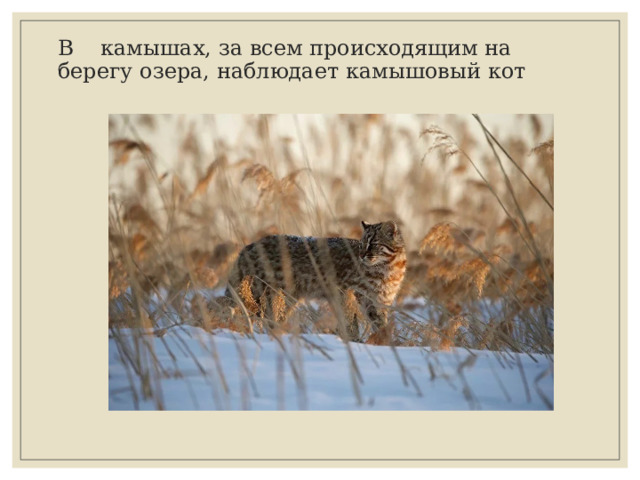 В камышах, за всем происходящим на берегу озера, наблюдает камышовый кот 