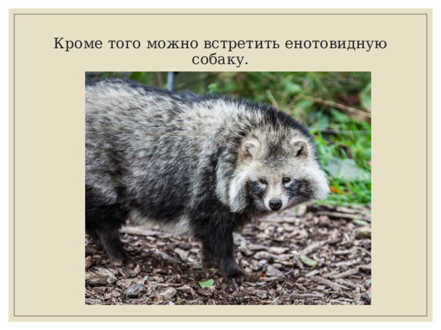 Кроме того можно встретить енотовидную собаку. 
