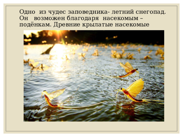 Одно из чудес заповедника- летний снегопад. Он возможен благодаря насекомым –подёнкам. Древние крылатые насекомые 
