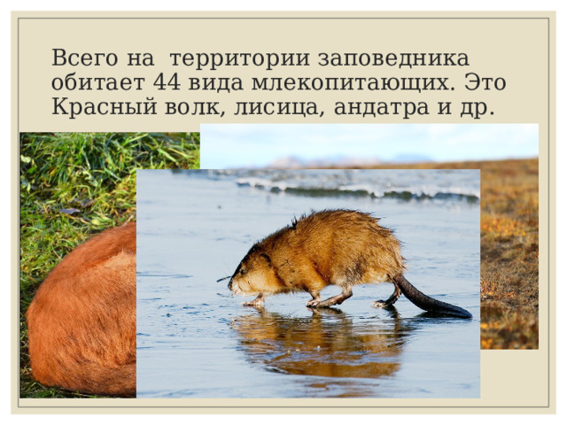 Всего на территории заповедника обитает 44 вида млекопитающих. Это Красный волк, лисица, андатра и др. 