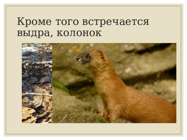 Кроме того встречается выдра, колонок 