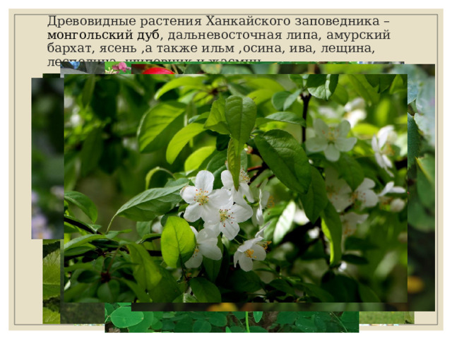 Древовидные растения Ханкайского заповедника – монгольский дуб , дальневосточная липа, амурский бархат, ясень ,а также ильм ,осина, ива, лещина, леспедица, шиповник и жасмин.  