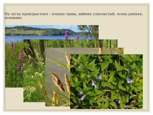 На лугах произрастают : плакун-трава, вейник узколистый, осока ранняя, шлемник. 