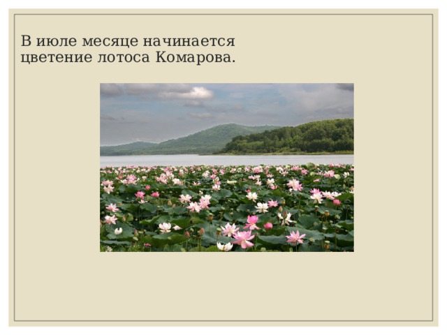  В июле месяце начинается цветение лотоса Комарова. 