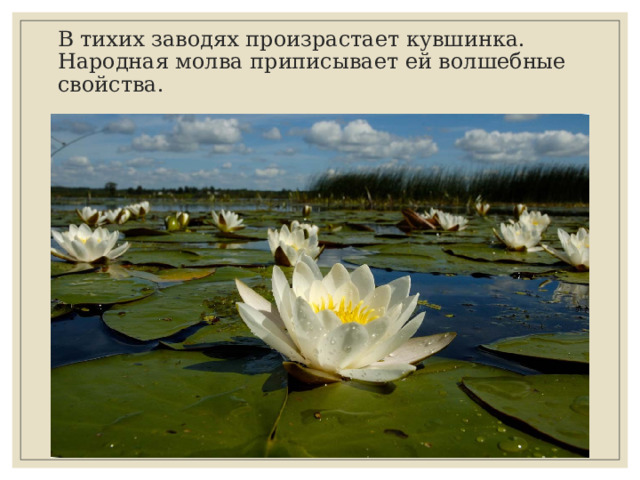 В тихих заводях произрастает кувшинка. Народная молва приписывает ей волшебные свойства. 