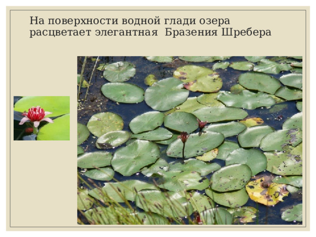 На поверхности водной глади озера расцветает элегантная Бразения Шребера 