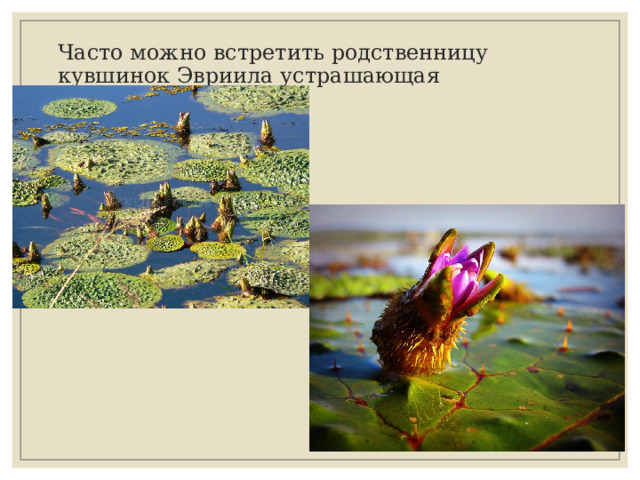 Часто можно встретить родственницу кувшинок Эвриила устрашающая 