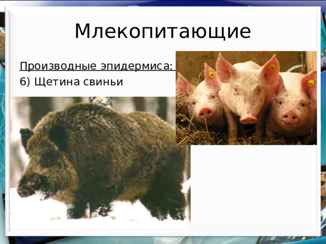 Млекопитающие Производные эпидермиса: 6) Щетина свиньи 