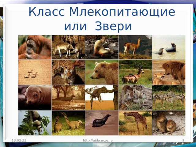  Класс Млекопитающие или Звери 13.02.22 http://aida.ucoz.ru  