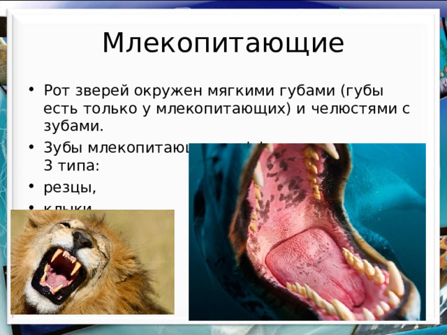 Млекопитающие Рот зверей окружен мягкими губами (губы есть только у млекопитающих) и челюстями с зубами. 3убы млекопитающих дифференцированы на 3 типа: резцы, клыки, коренные.   