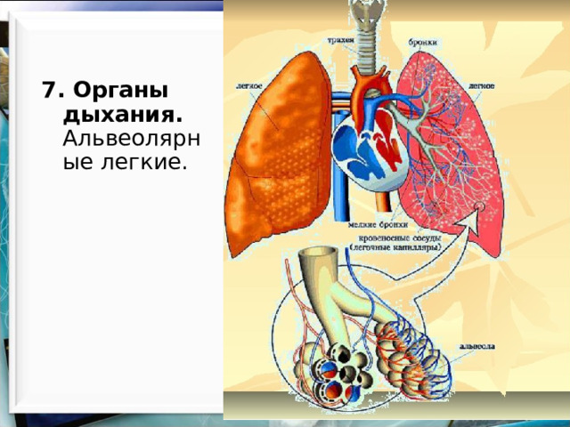7. Органы дыхания. Альвеолярные легкие. 