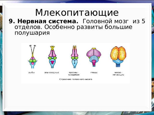 Млекопитающие 9. Нервная система. Головной мозг из 5 отделов. Особенно развиты большие полушария 