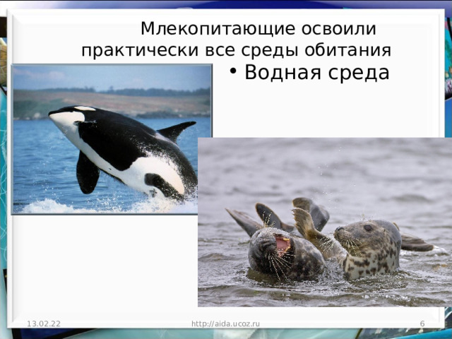  Млекопитающие освоили практически все среды обитания Водная среда водная среда обитания 13.02.22  http://aida.ucoz.ru 
