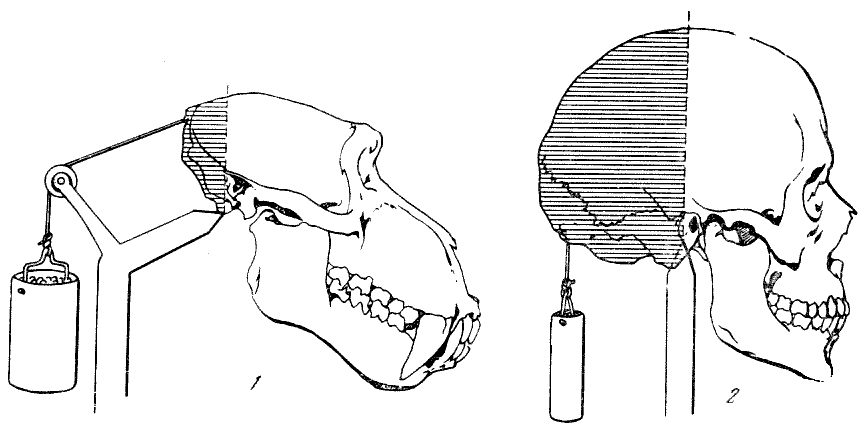 Развитый подбородочный выступ череп. Череп человека и человекообразных обезьян. Затылочное отверстие у человека и обезьяны. Сравнение черепа человека и обезьяны. Сравнение черепа человека и шимпанзе.