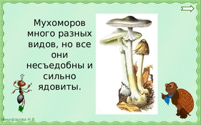 Мухоморов много разных видов, но все они несъедобны и сильно ядовиты. 