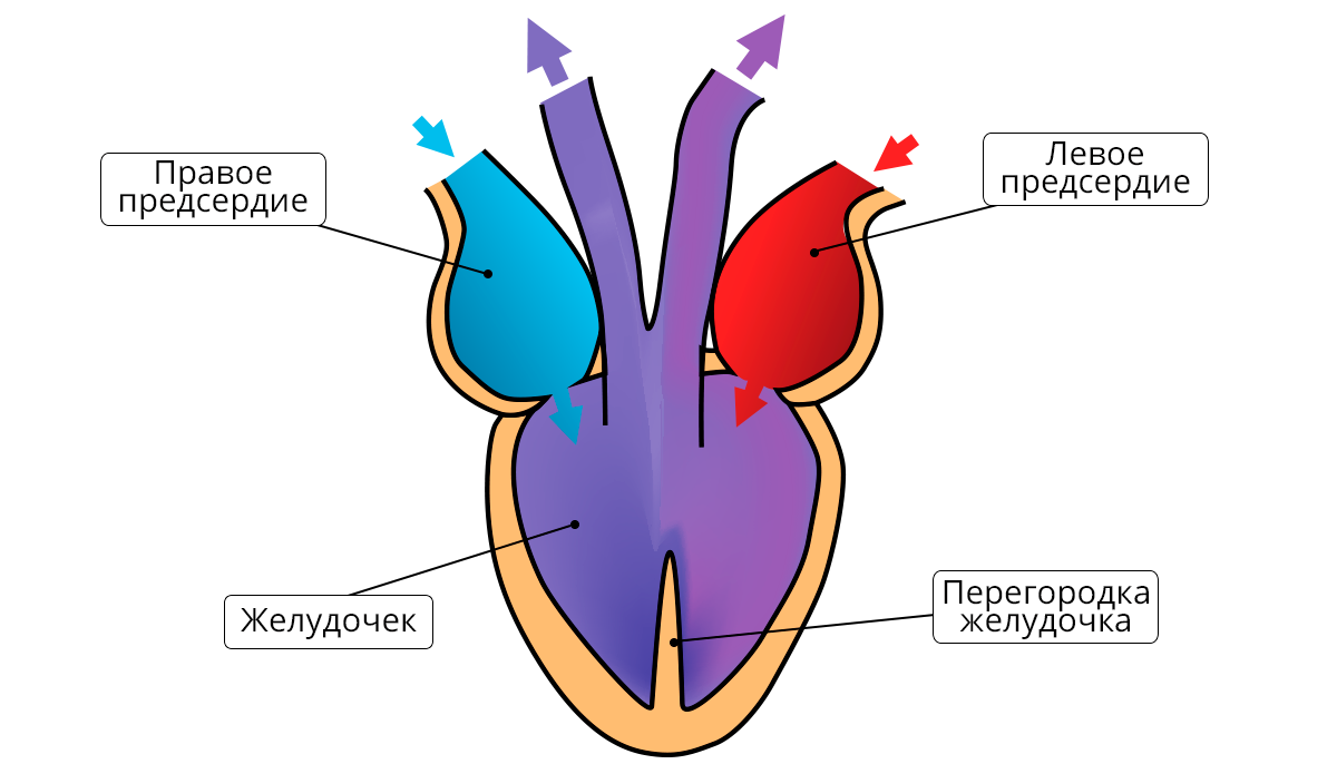 4 сердце пресмыкающихся состоит из. Строение сердца пресмыкающихся. Схема строения сердца рептилий. Пресмыкающиеся строение внутреннее сердце. Сердце пресмыкающегося схема.
