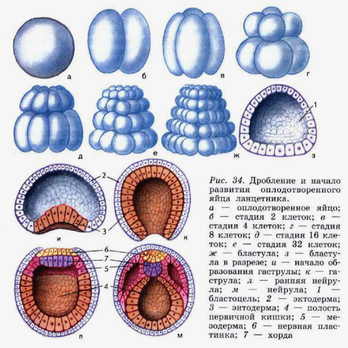 Дробление зиготы начинается. Эмбриогенез бластула. Стадии эмбриогенеза ланцетника. Этапы эмбриогенеза ланцетника. Онтогенез бластула.