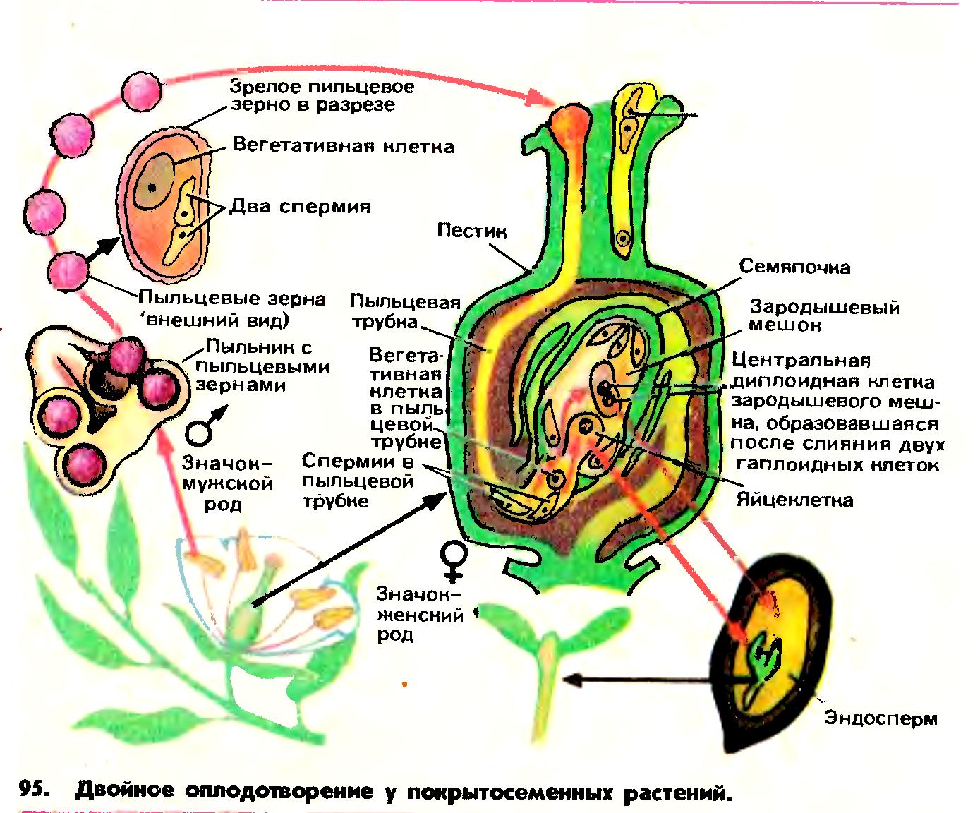 Процесс оплодотворения у цветковых растений. Двойное оплодотворение примеры. Сколько спермиев участвует в оплодотворении у цветковых растений. Размножение и развитие саркожгутиковых-.