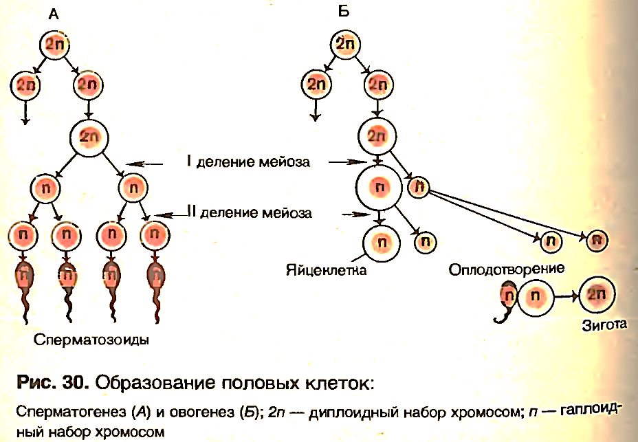 В половых клетках любого организма набор хромосом. Сперматогенез хромосомный набор. Овогенез набор хромосом. Сперматогенез набор хромосом. Овогенез и сперматогенез хромосомный набор.
