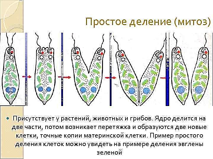 Простейшие организмы тесты