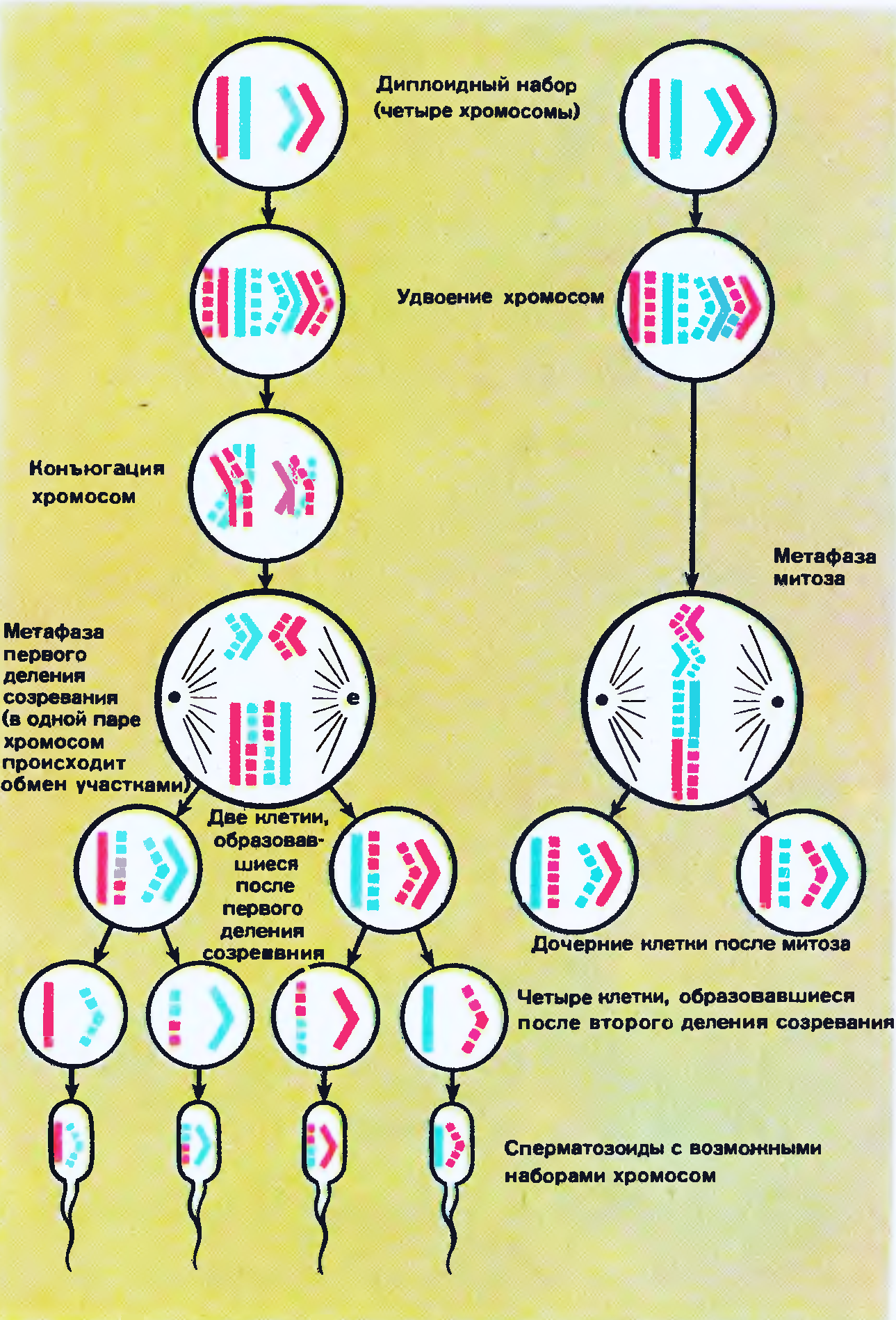 Схема хромосомного набора. Первое деление мейоза набор хромосом. Схема мейоза с хромосомами. Деление клетки мейоз схема. Фазы мейоза и их набор хромосом.