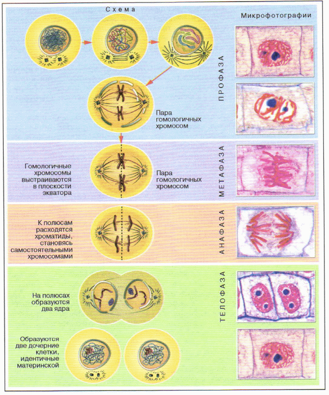 Изучение фаз митоза на фиксированном препарате метод. Этапы деления клетки митоз. Схема митотического деления растительной клетки. Схема митотического деления растительной клетки таблица. Ядрышки в митозе.