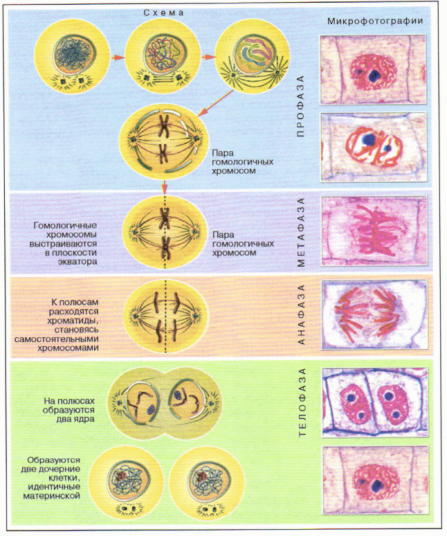 Деление клеток митоз класс. Схема митотического деления растительной клетки. Фазы деления клетки митоз таблица. Деление растительной клетки митоз схема. Схема основных стадий митоза.