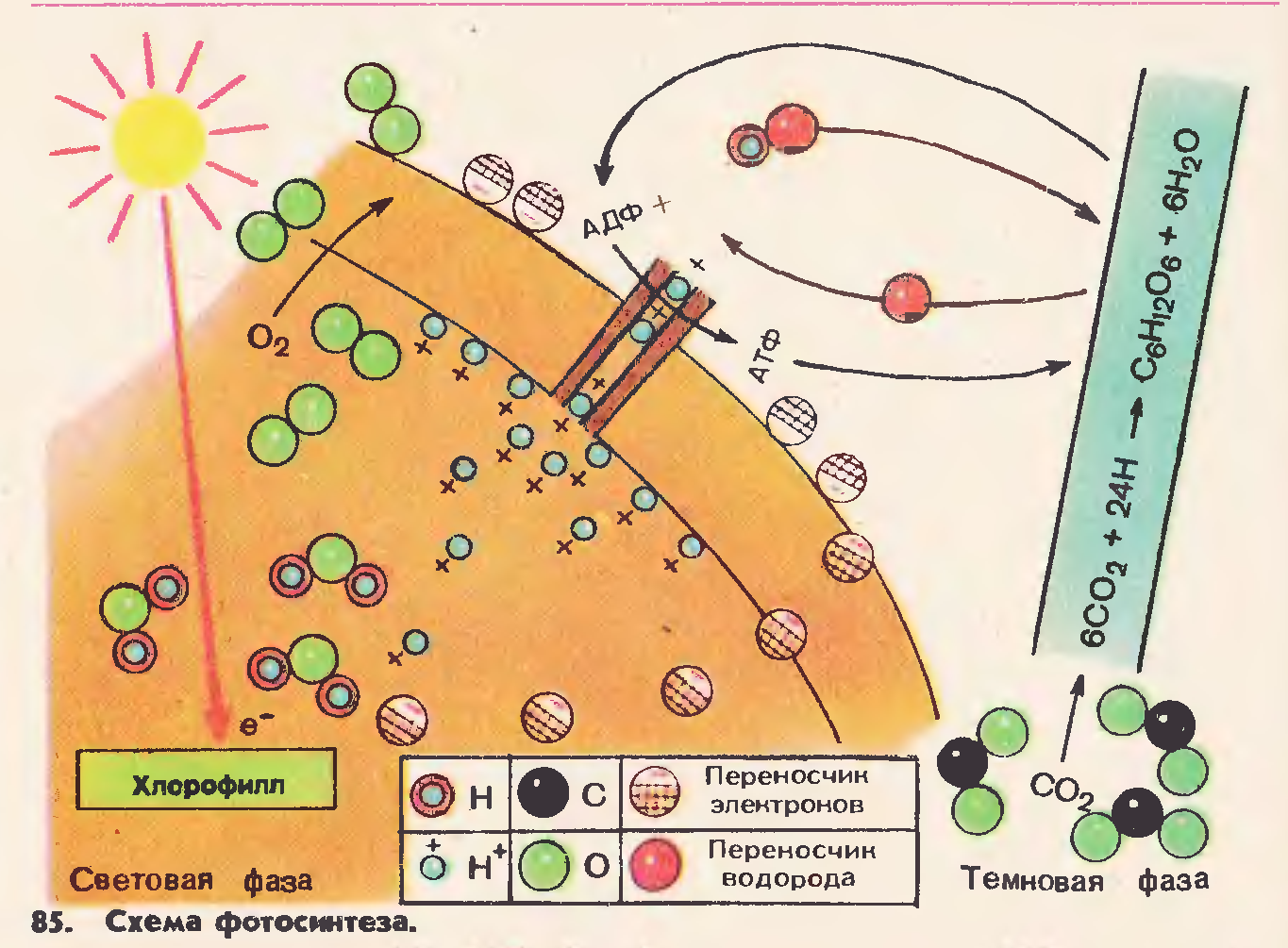 Электроны хлорофилла. Схема световой фазы фотосинтеза 10 класс. Световая фаза в фотосистемах схема. Фотосинтез схема световая фаза и темновая. Световая и темновая фаза фотосинтеза рисунок.
