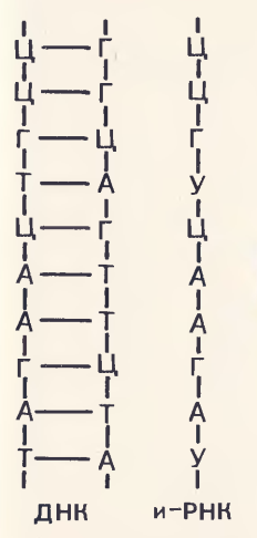 2 цепь днк и рнк. Цепочка ДНК И РНК. Цепи ДНК И РНК как строить. Цепочки ДНК И РНК буквы. Как строить ДНК И РНК Цепочки.
