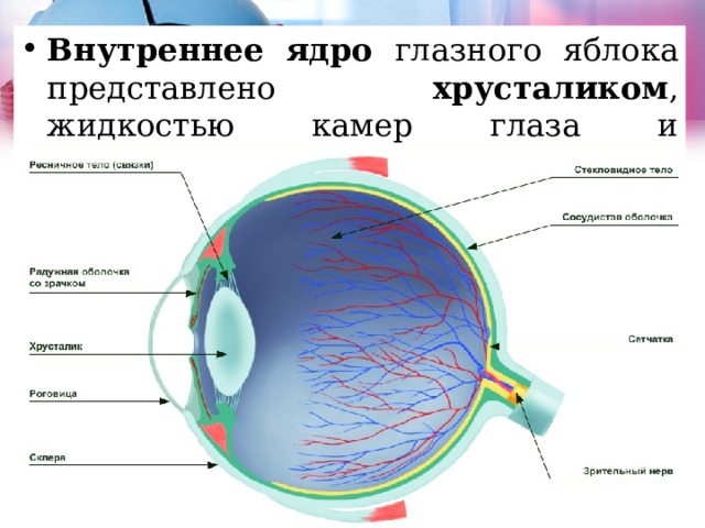 Внутреннее ядро глазного яблока представлено хрусталиком , жидкостью камер глаза и стекловидным телом.  