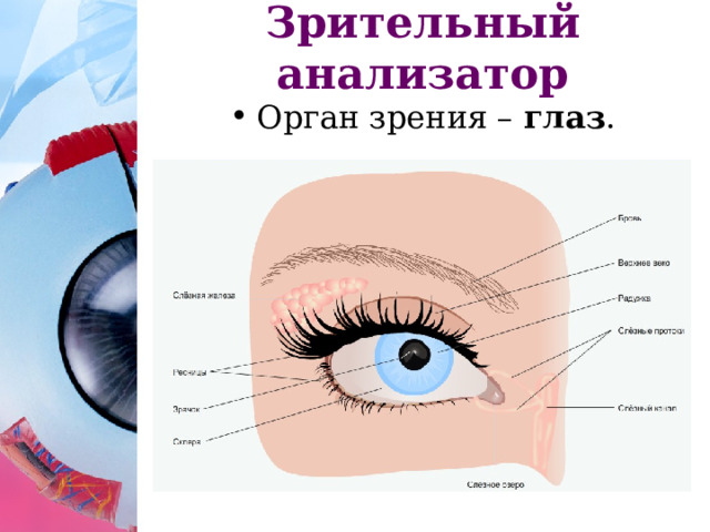 Зрительный анализатор Орган зрения – глаз . 